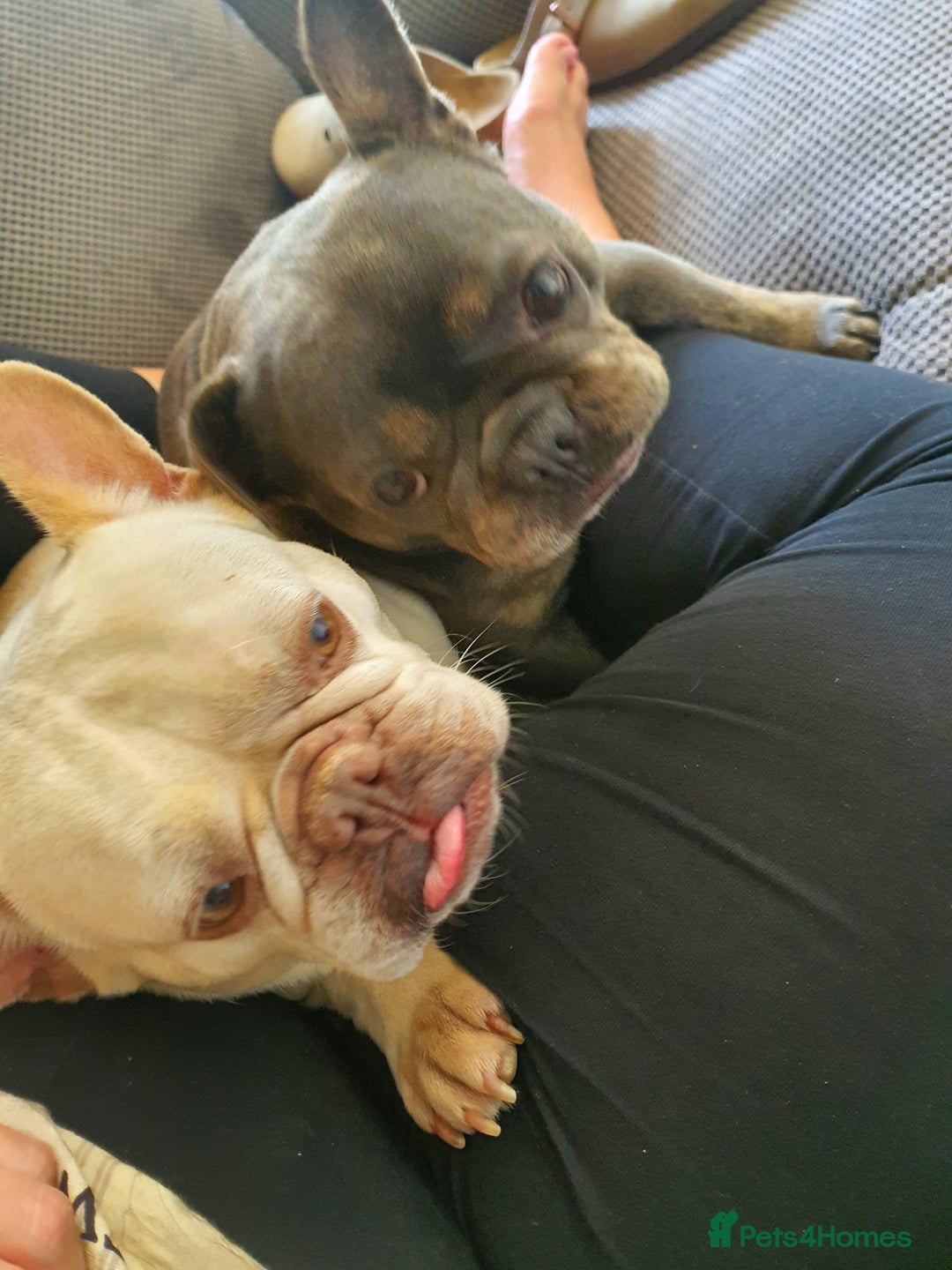 French Bulldog dogs for sale: Beautiful white female frenchie - Image 7
