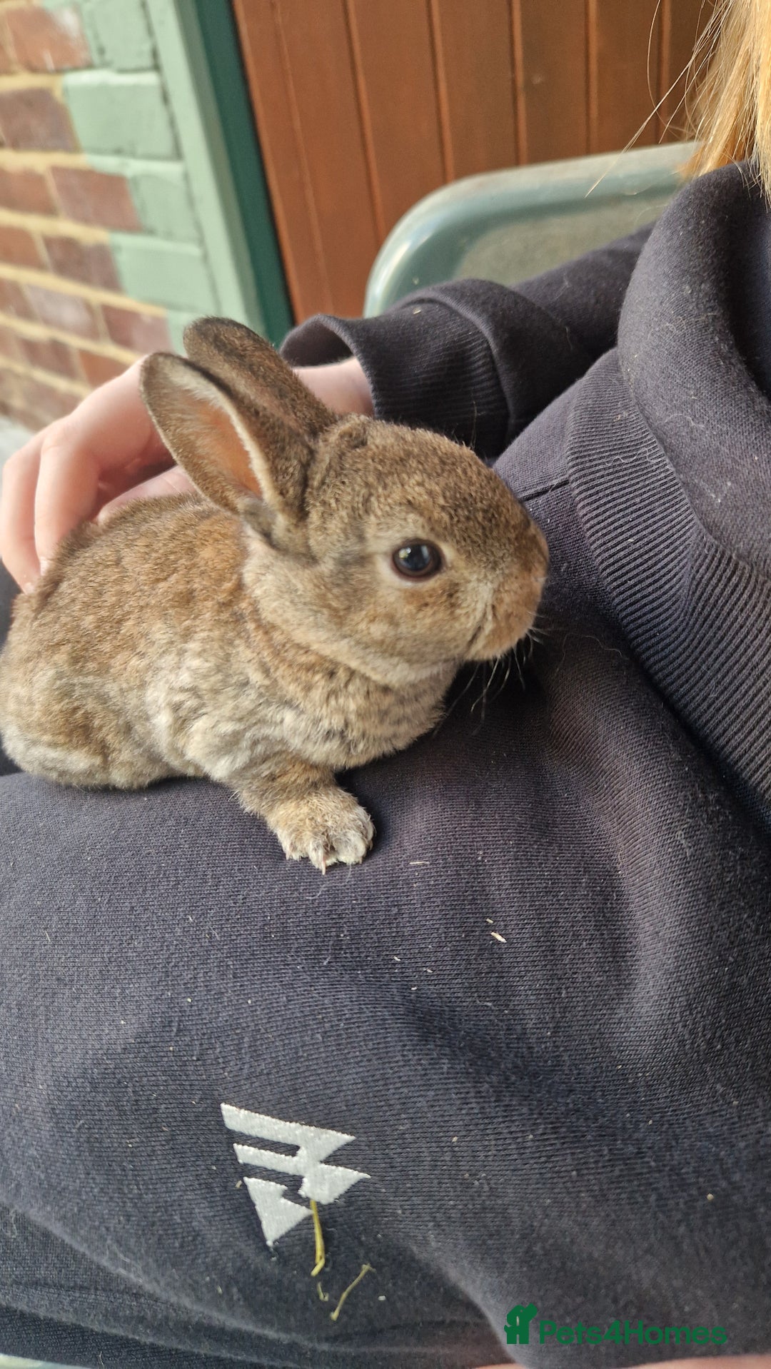 Rex rabbits for sale: Mini rex ready to leave now!! - Image 11