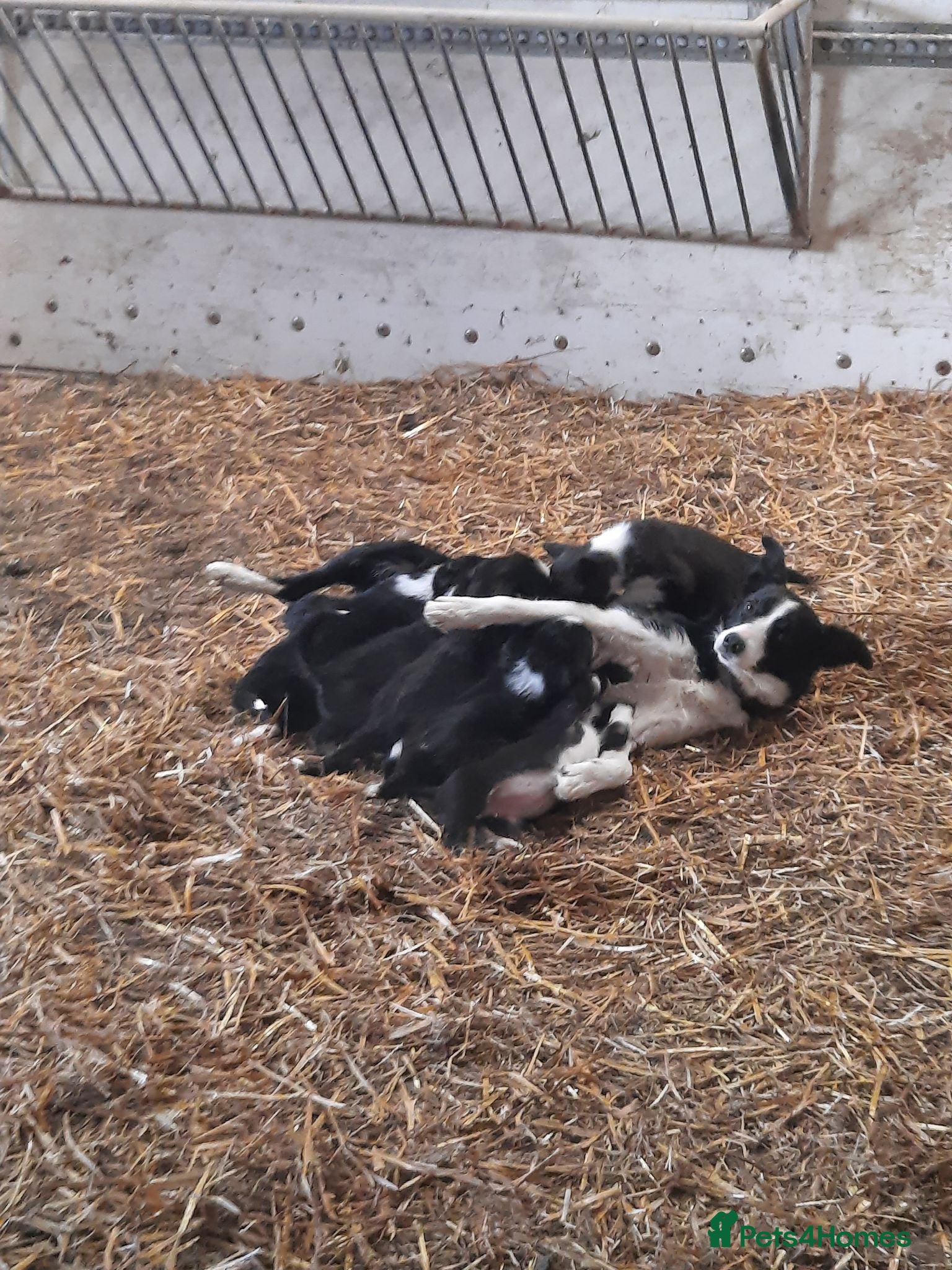 Border Collie dogs 4 adorable puppies for sale - Advert 1