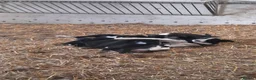 Border Collie dogs for sale: 4 adorable puppies for sale - Advert 1