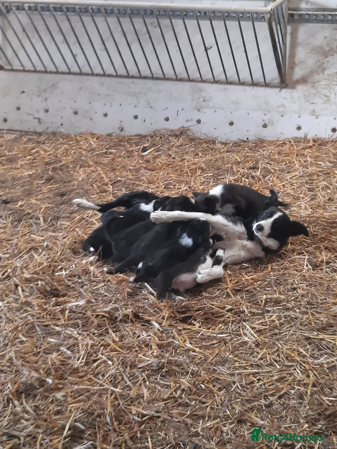 Border Collie dogs for sale: 4 adorable puppies for sale - Advert 1