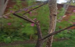 Stick Insects invertebrates for sale: Tirachoidea Jianfenglingensis stick insect nymphs. - Image 3