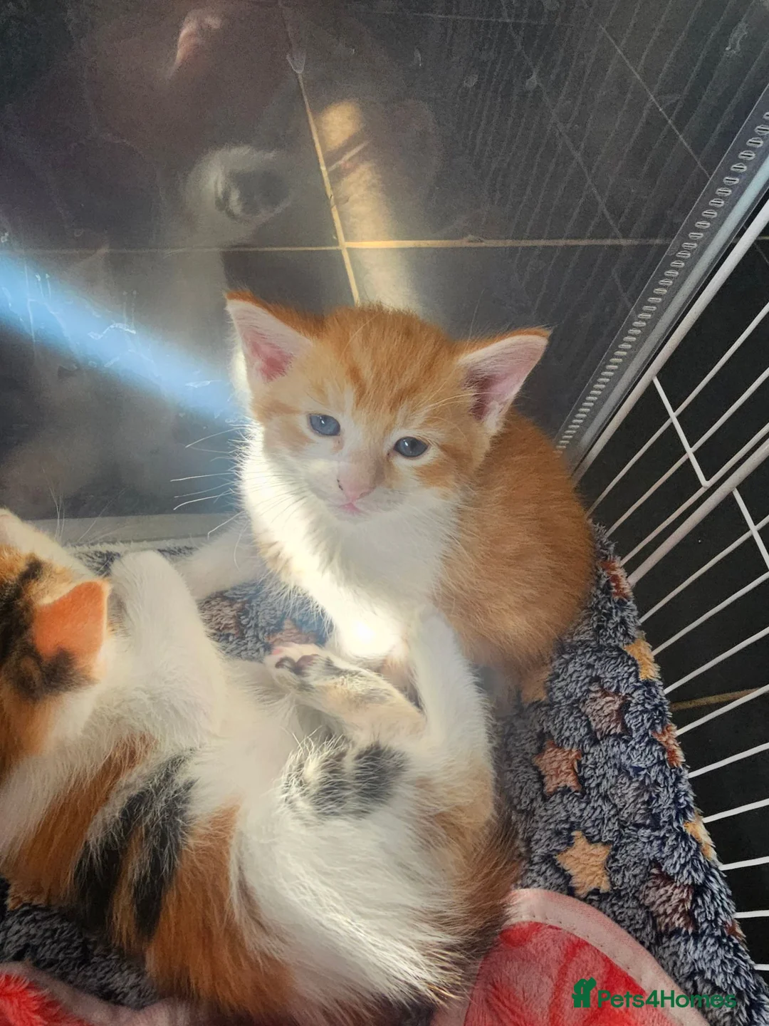 Mixed Breed cats for sale: Three tabby kittens  - Advert 2