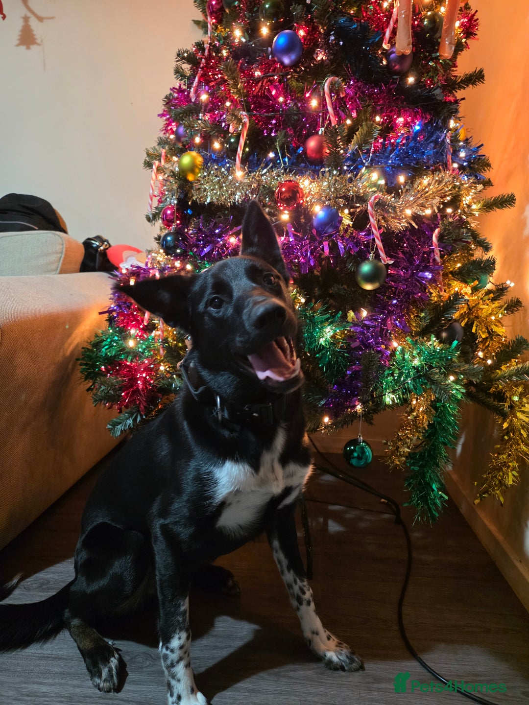 Mixed Breed dogs for sale: 10 month old boy named odin - Advert 2