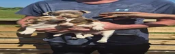 Jack Russell dogs for sale: Miniature Jack Russell puppies  - Advert 7