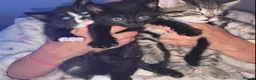 Maine Coon cats for sale: 3 main coon cross kittens - Advert 8
