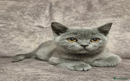 British Shorthair cats for sale: **Stunning TICA Registered Blue male** - Image 3