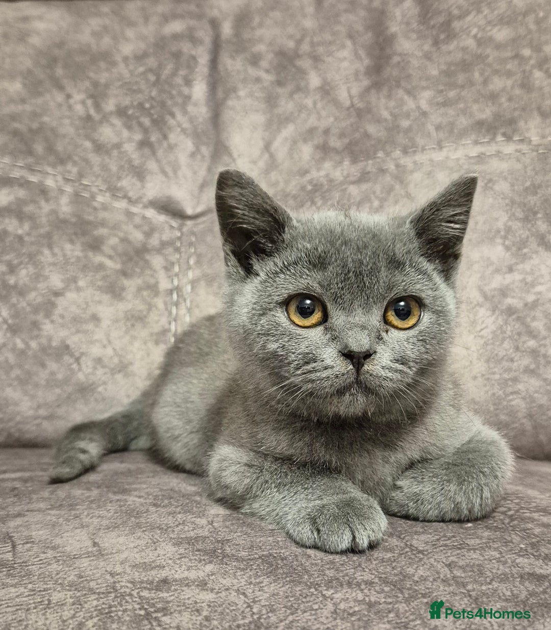 British Shorthair cats for sale: **Stunning TICA Registered Blue male** - Image 3