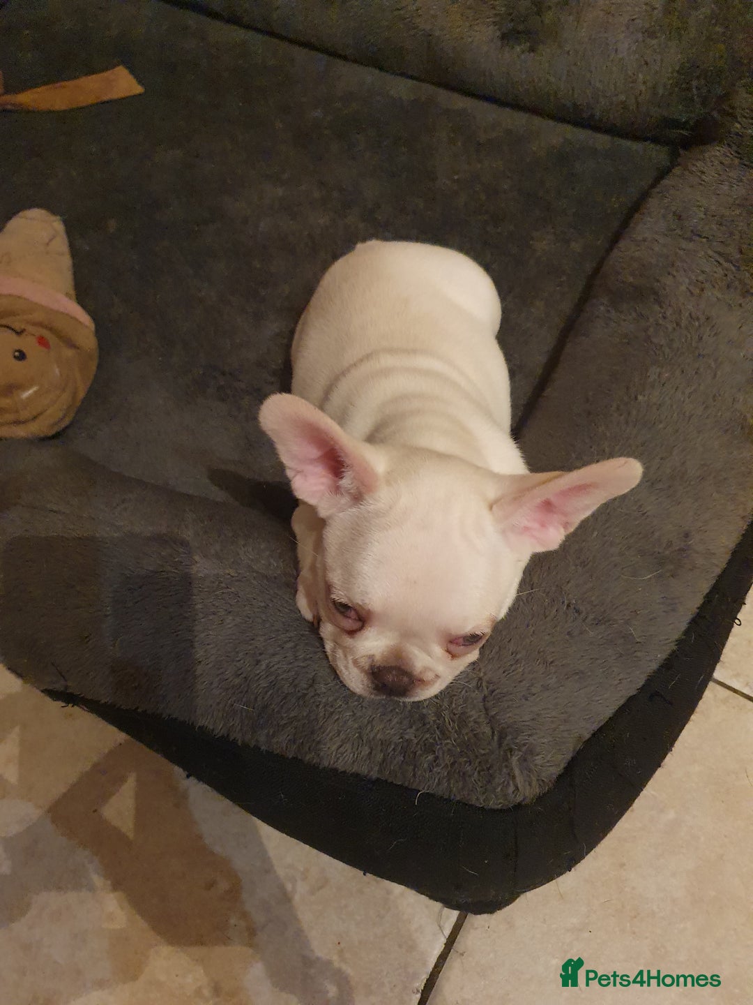 French Bulldog dogs for sale: French bulldog pup - Advert 3
