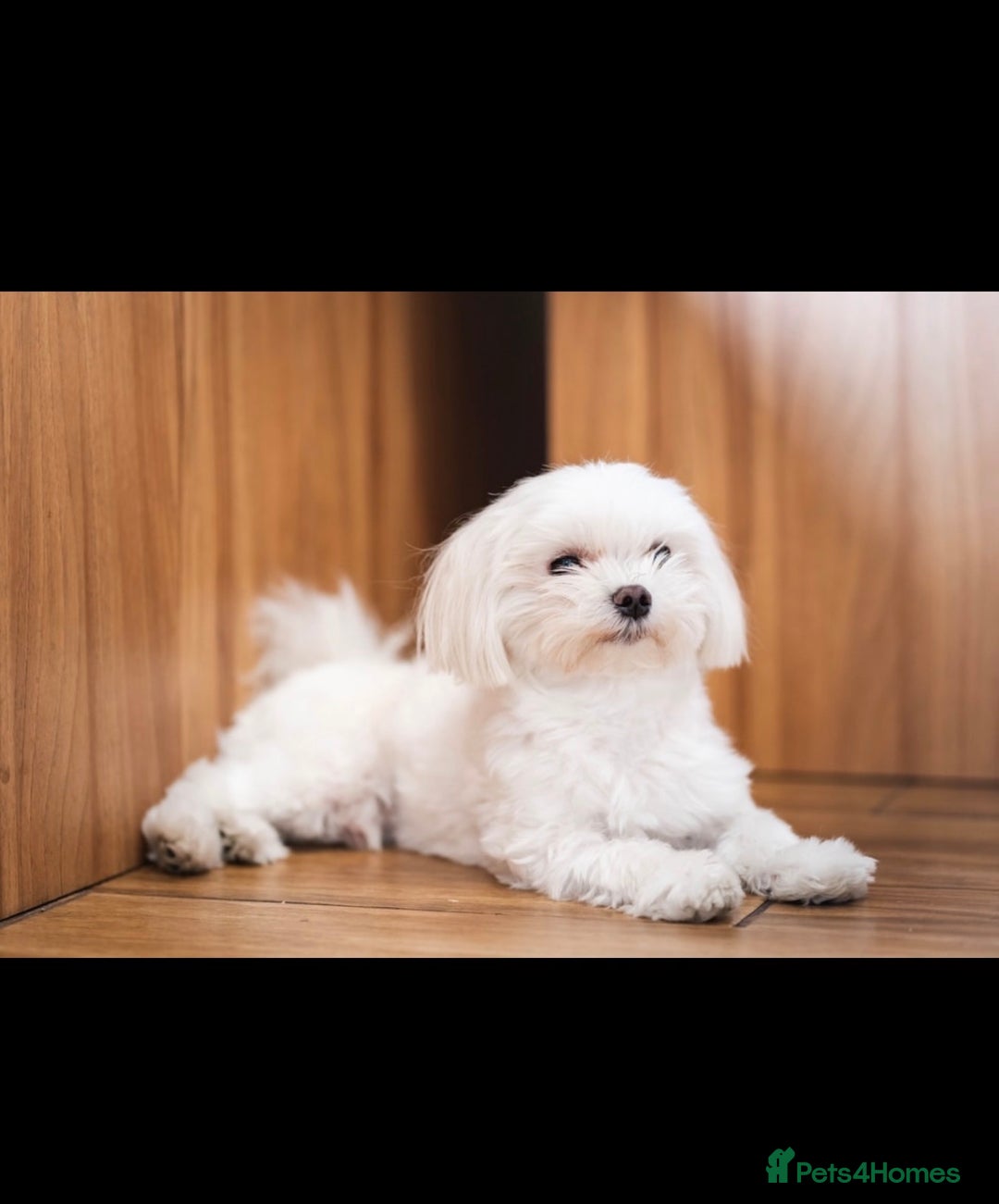 Maltese dogs for sale: Gorgeous Maltese puppies  - Advert 26