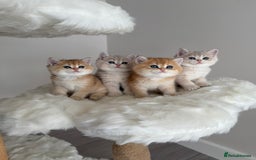 British Shorthair cats for sale: Golden Blue British Shorthair kittens  - Image 1