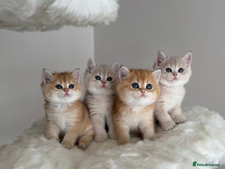 British Shorthair cats Golden Blue British Shorthair kittens - Advert 16