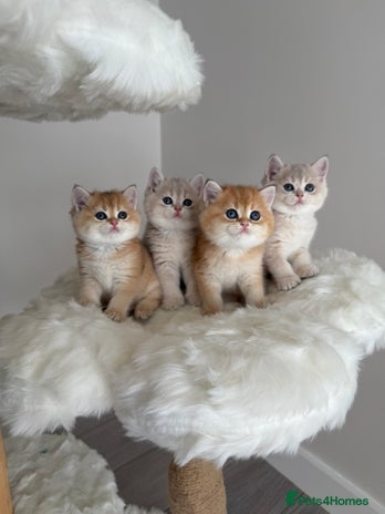 British Shorthair cats - Advert 2