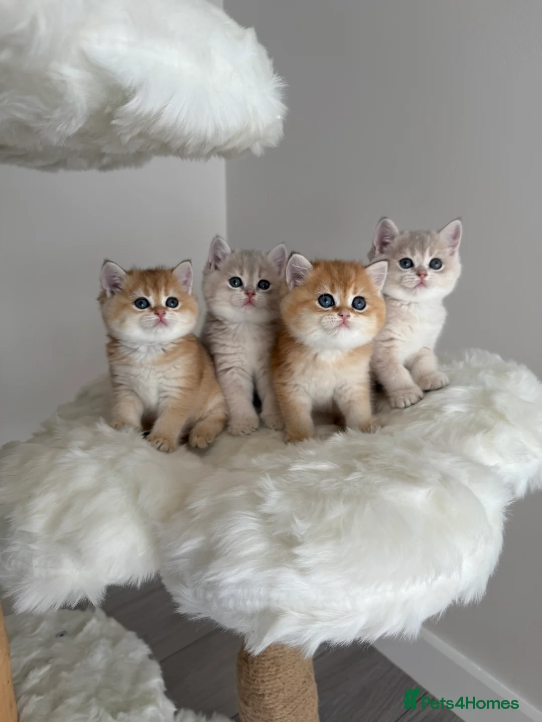 British Shorthair cats for sale: Golden Blue British Shorthair kittens  - Advert 1