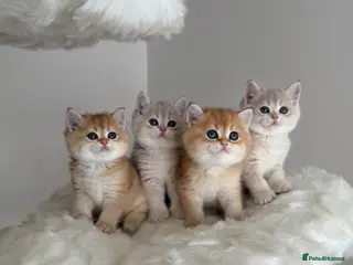 British Shorthair cats Golden Blue British Shorthair kittens - Advert 9