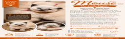 Ragdoll cats for sale: Affectionate Ragdoll Kittens Health-Tested Line - Advert 32
