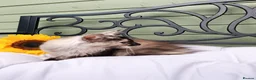 Maine Coon cats for sale: Stunning Champion-Line Maine Coons - Advert 9