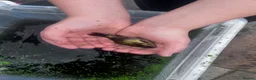 Goldfish fish for sale: Ten Gold fish 1-2 years old  in Chorley - Advert 3
