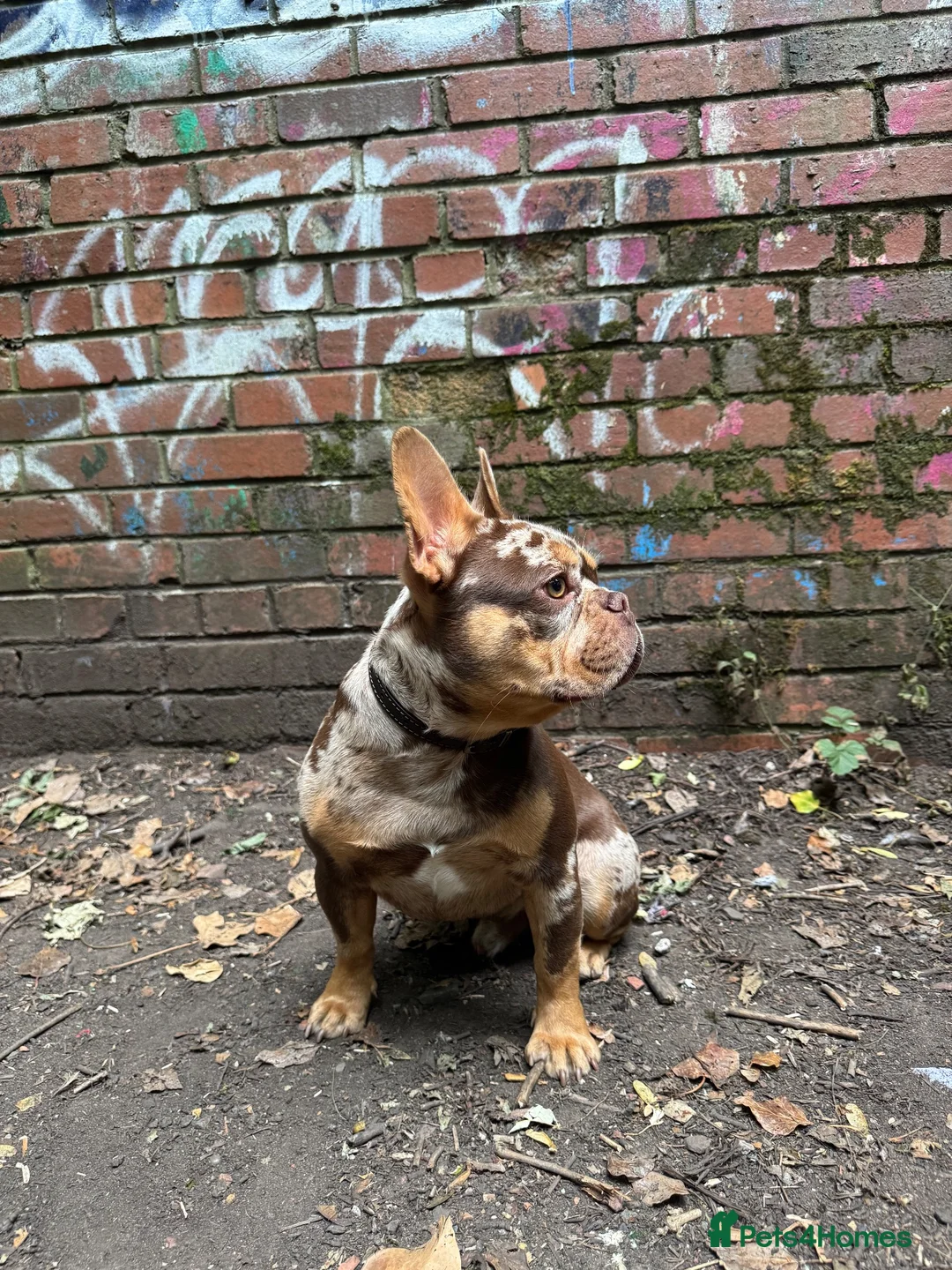French Bulldog dogs for stud: Premium Rojo Chocolate Merle  - Advert 1