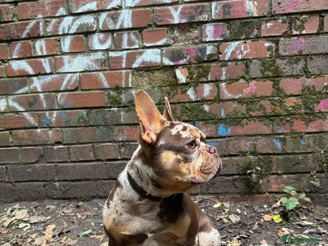 French Bulldog dogs for stud: Premium Chocolate Merle - Advert 5