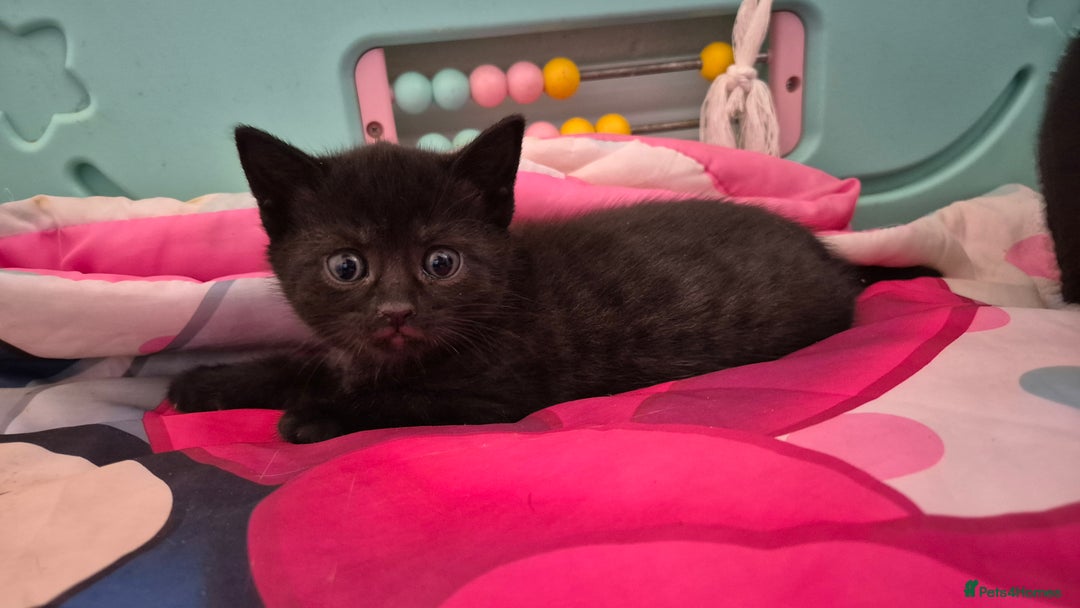 British Shorthair cats for sale: Beutiful British short hair cross kittens  - Advert 9