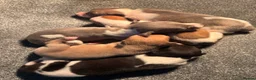 Whippet dogs for stud: KC Blue Parti Whippet Stud - Advert 3