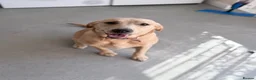 Labrador Retriever dogs for sale: 1 year old female labrador retriver - Advert 4