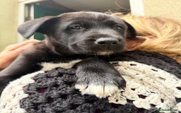 Mixed Breed dogs for sale: Labrakita - Image 12