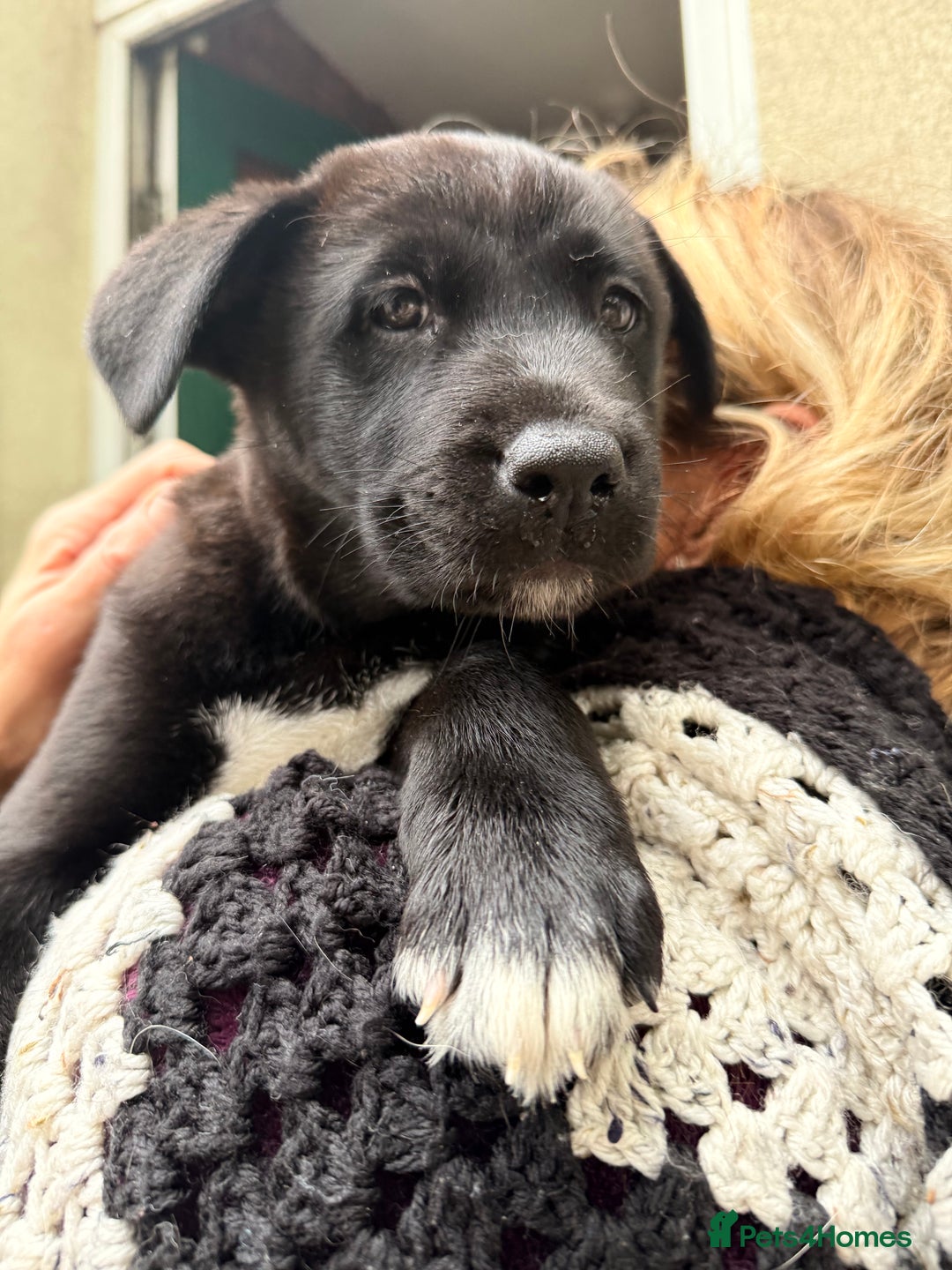 Mixed Breed dogs for sale: Labrakita - Image 12