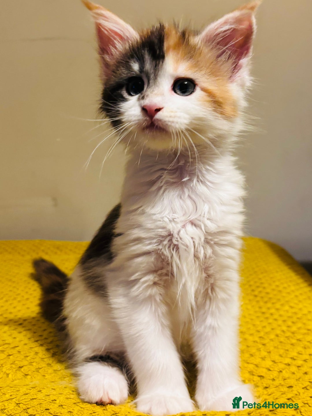 Maine Coon cats for sale: Beautiful Maine coon kittens  - Advert 9