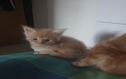 Maine Coon cats for sale: I have Beautiful healthy maicoon XL  - Image 33