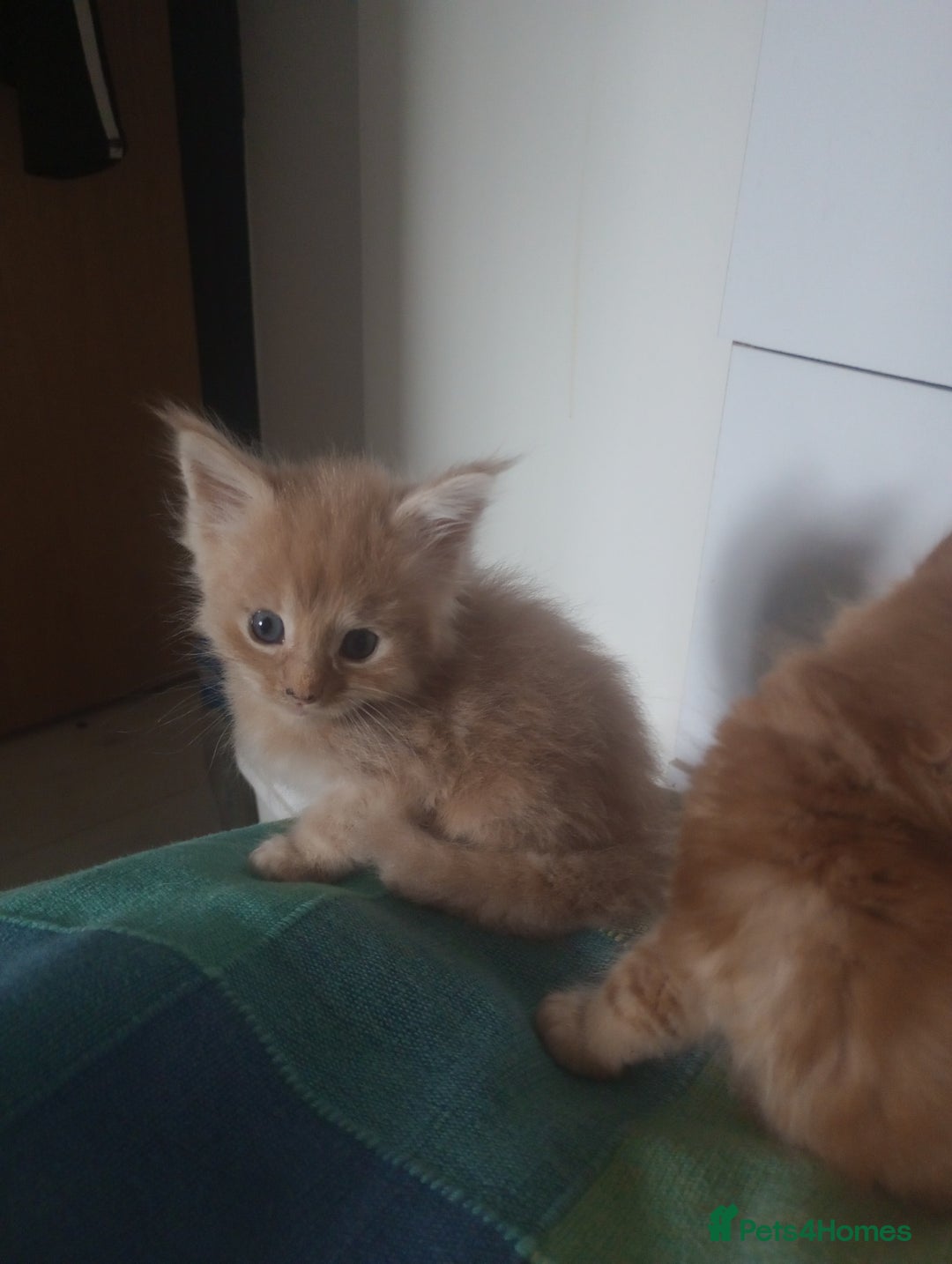 Maine Coon cats for sale: I have Beautiful healthy maicoon XL  - Image 33