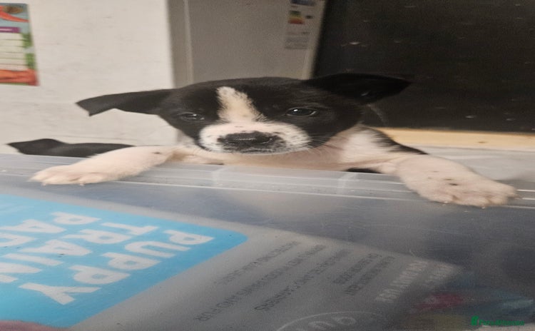 Mixed Breed dogs Huge American akita x cane corso pups - Advert 15