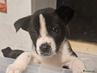 Mixed Breed dogs Huge American akita x cane corso pups - Advert 15