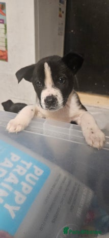 Mixed Breed dogs Huge American akita x cane corso pups - Advert 15