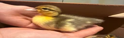 Ducks poultry for sale: Muscovy ducklings  - Advert 1