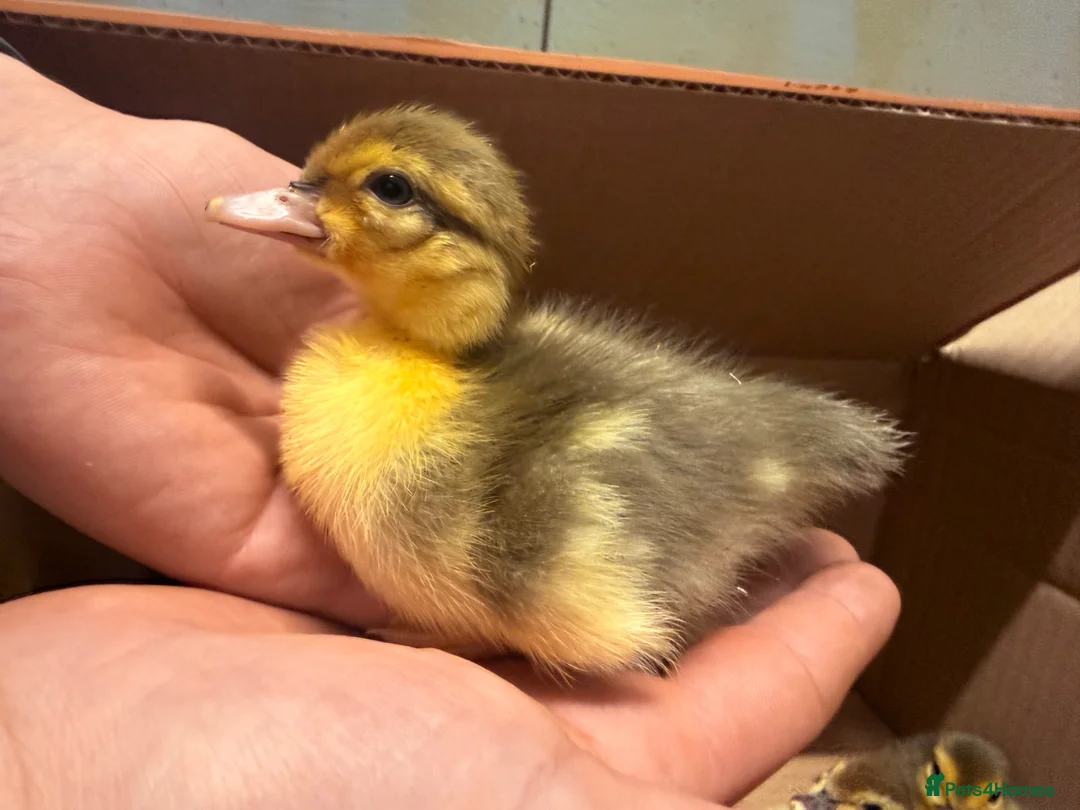 Ducks poultry for sale: Muscovy ducklings  - Advert 1
