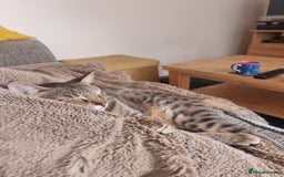 Mixed Breed cats for adoption: Hiyori & Ollie - beautiful pair - Image 9