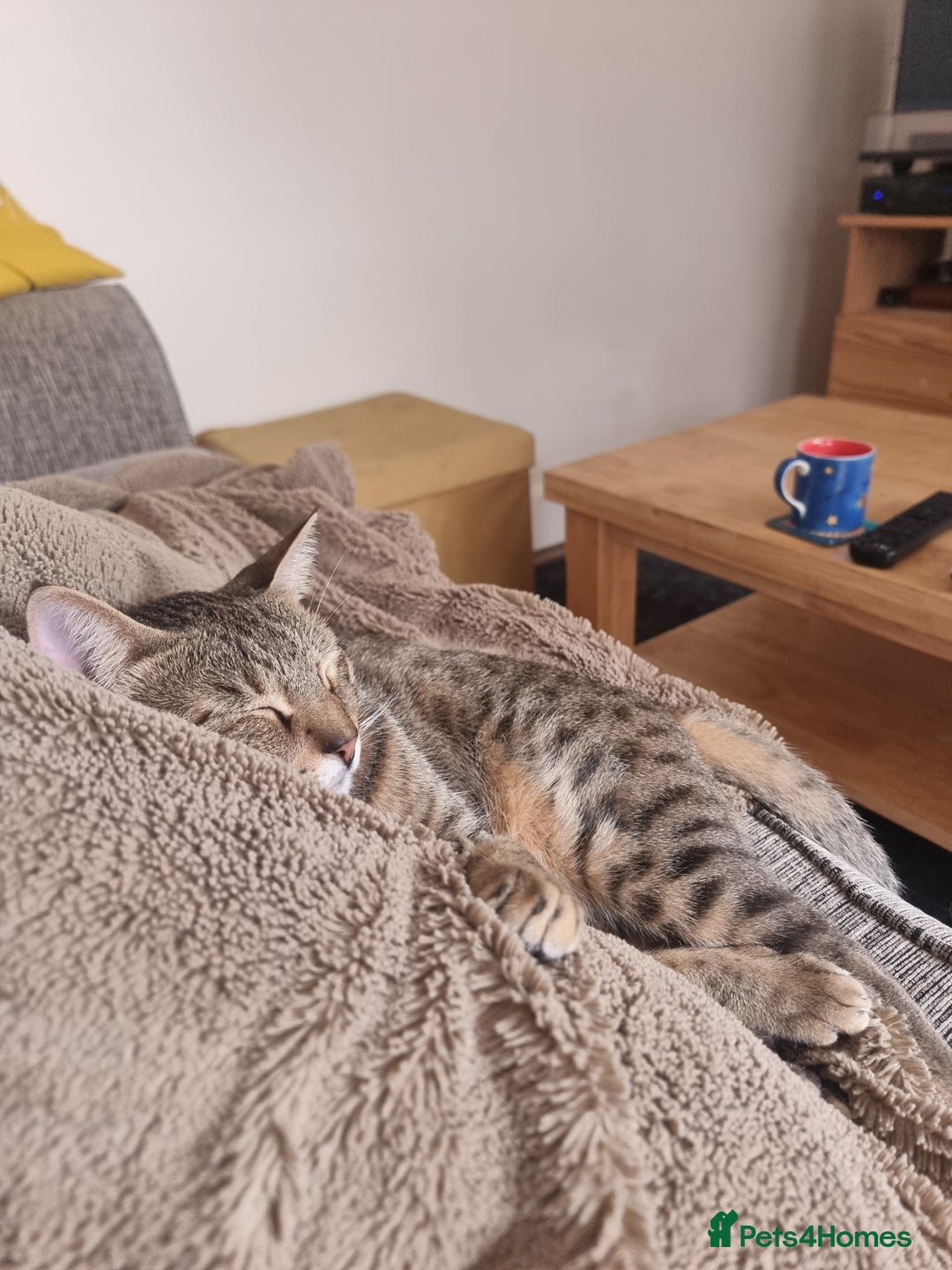 Mixed Breed cats for adoption: Hiyori & Ollie - beautiful pair - Image 9