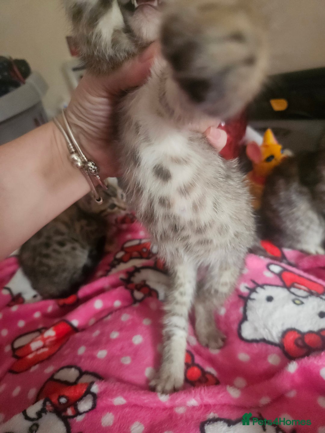 Mixed Breed cats for sale: Bengal cross kittens. 4 left!!! - Image 9