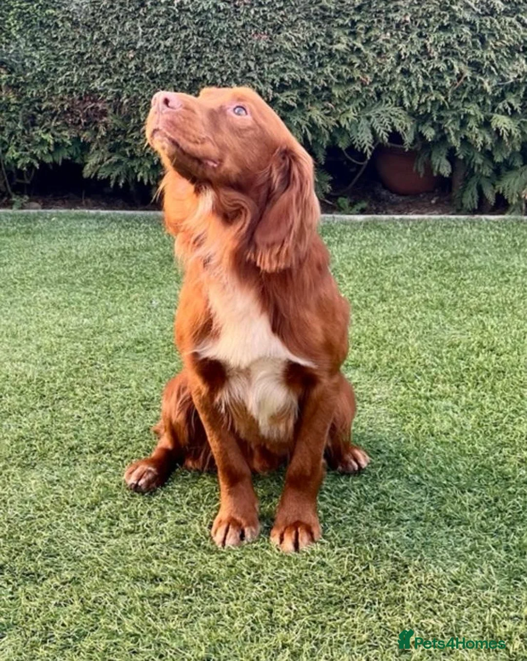 Cocker Spaniel dogs for stud: Handsome working cocker spaniel for stud!! - Advert 3