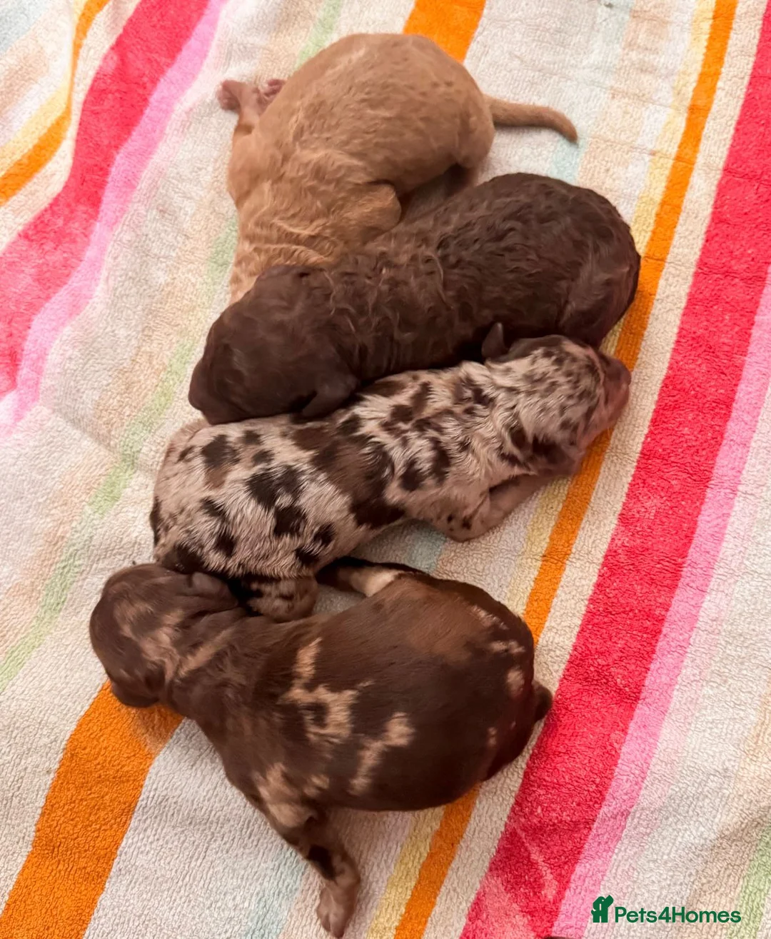 Miniature Poodle dogs for stud: 💥FOR STUD💥 CHOC MERLE PHANTOM MIN POODLE in Doncaster - Advert 9