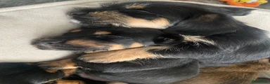 Mixed Breed Puppy 4