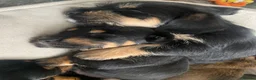 Mixed Breed dogs for sale: Schweenie puppies  - Advert 13