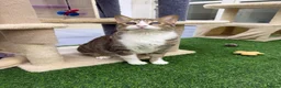Mixed Breed cats for adoption: Indoor *SPECIAL NEEDS* blind rescue siblings  in Bedford - Advert 1
