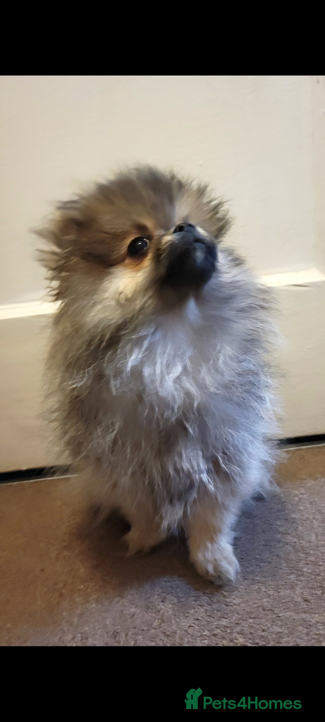 Pomeranian dogs for sale: Beautiful male merl pomeranian KC registered - Advert 6