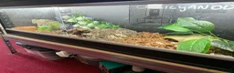 Snake reptiles for sale: Vivarium and snakes x2 for Sale  in Sheffield - Advert 3