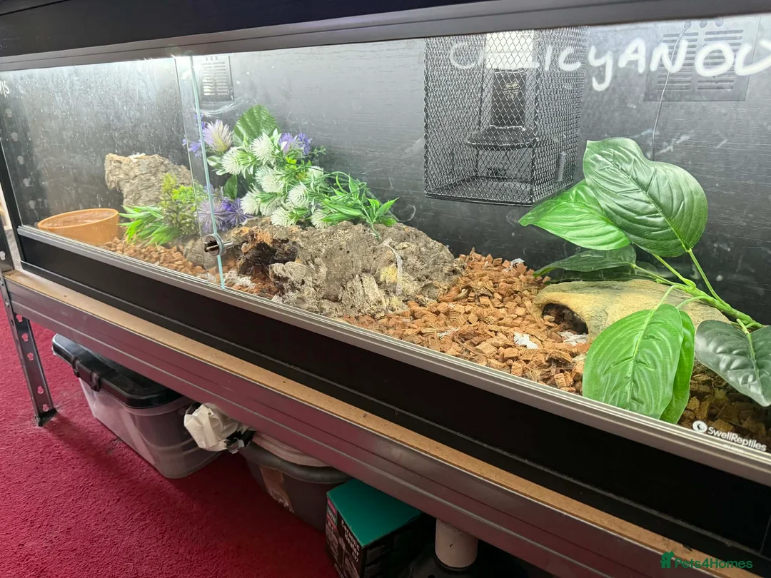 Snake reptiles for sale: Vivarium and snakes x2 for Sale  in Sheffield - Advert 3