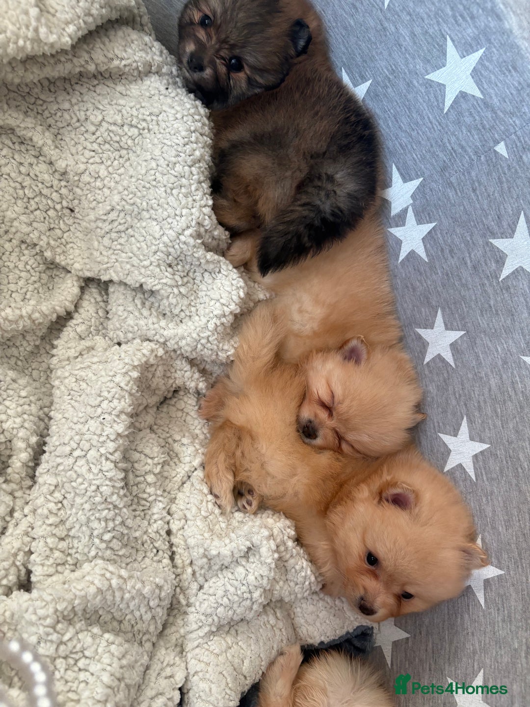 Pomeranian dogs for sale: ** Pomeranian Puppies 🐶🤍🐻🤎 - Image 6