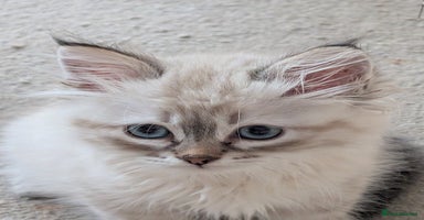 Siberian cats - Advert 1